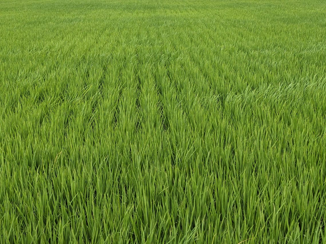 Day 4 Rui sui - Taitung